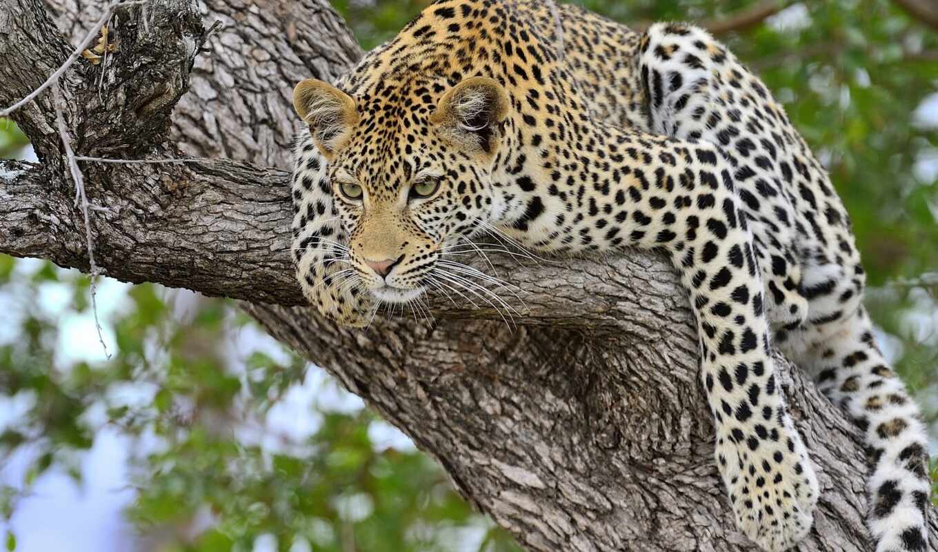 big, view, tree, gepard, jump, cat, hunting