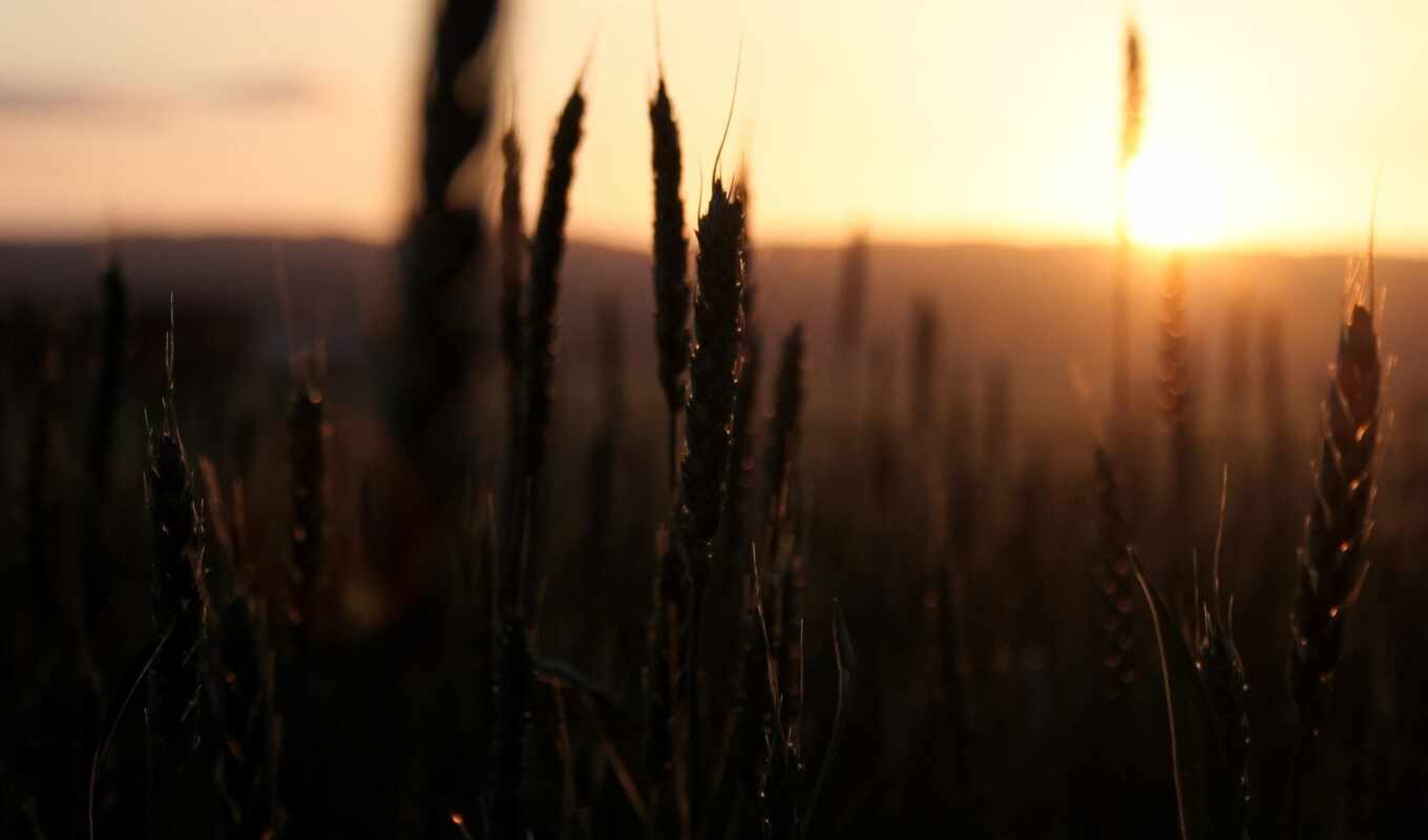 sun, закат, поле, колосок, пшеница