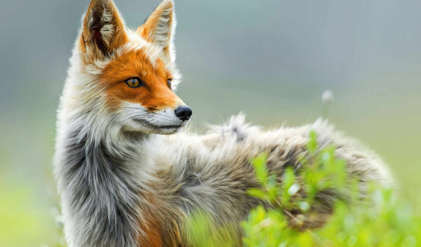 fox, funart