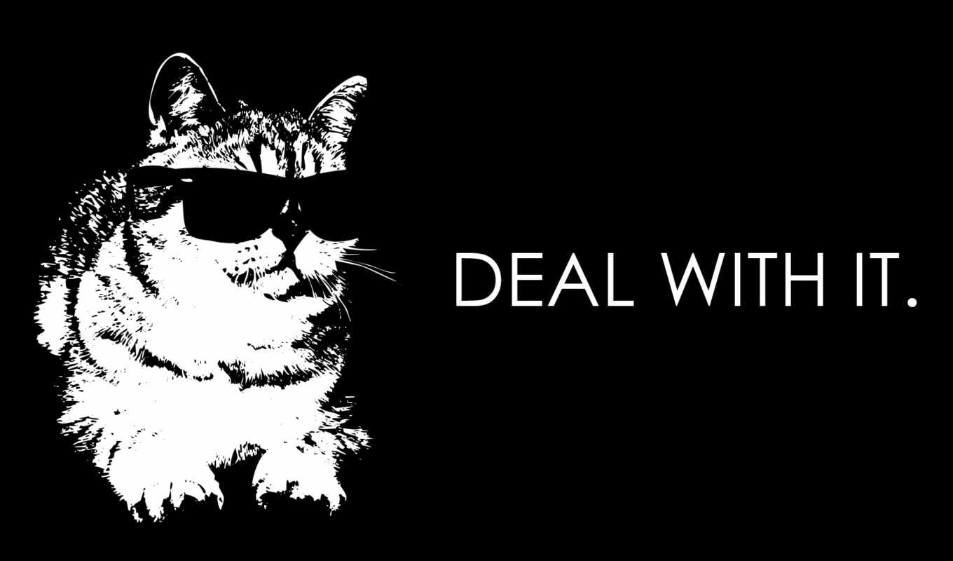 cat, different, animal, humor, sunglasses, deal