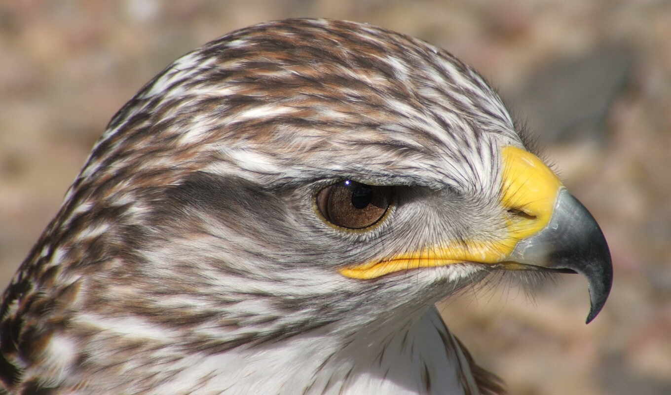 птица, орлан, animal, hawk, falcon, prey, ferruginous, линька