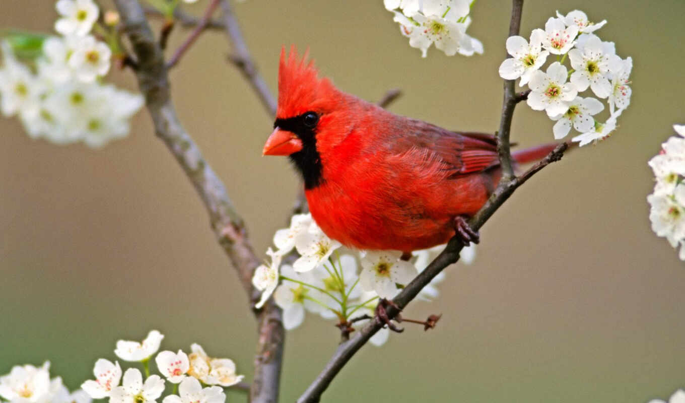 photo, c, red, birds, animals, bird, Cardinal