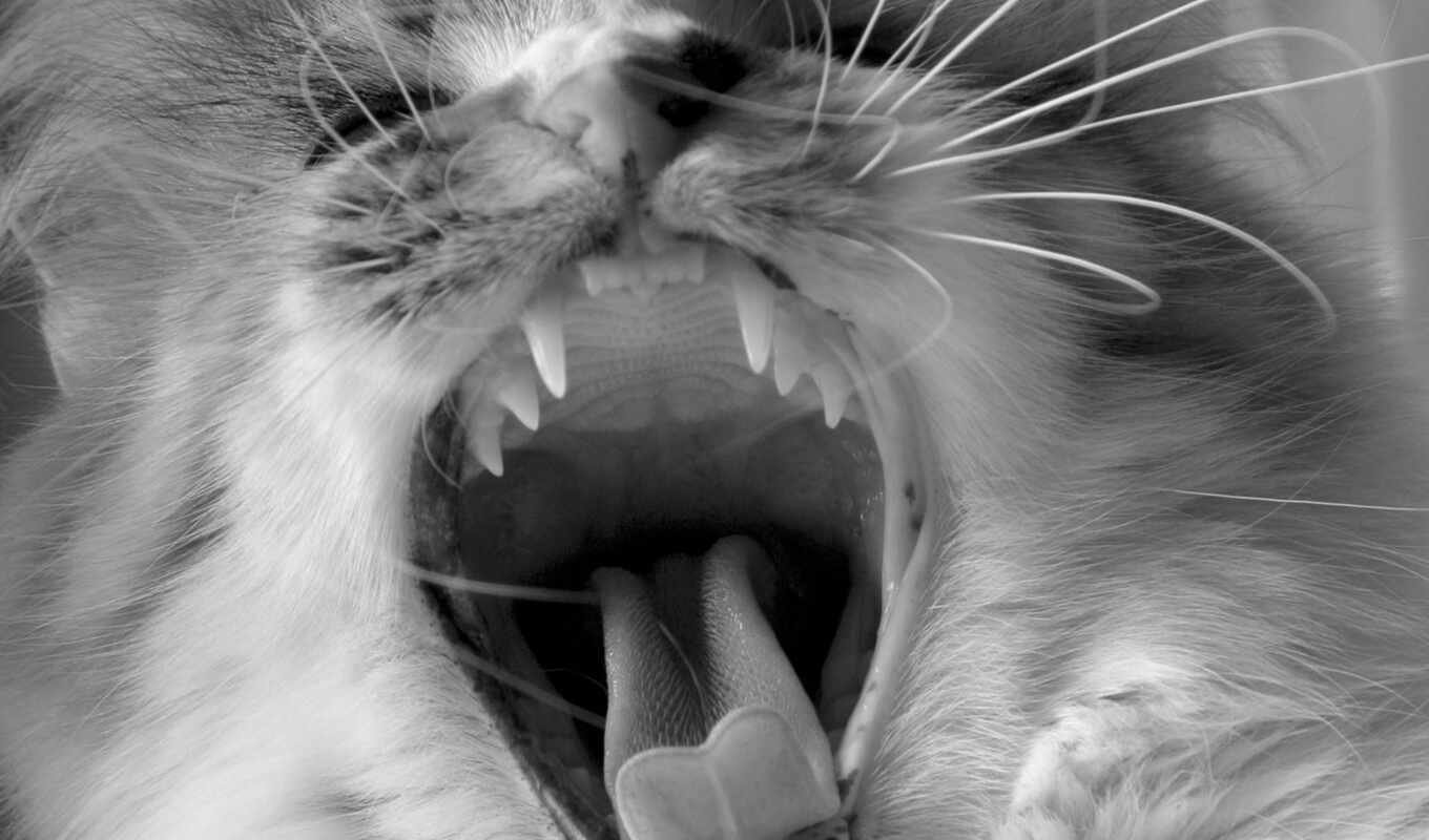 чёрно, белая, кот, animals, язык, клыки, зубы, мяу, усы, зубки, зевает
