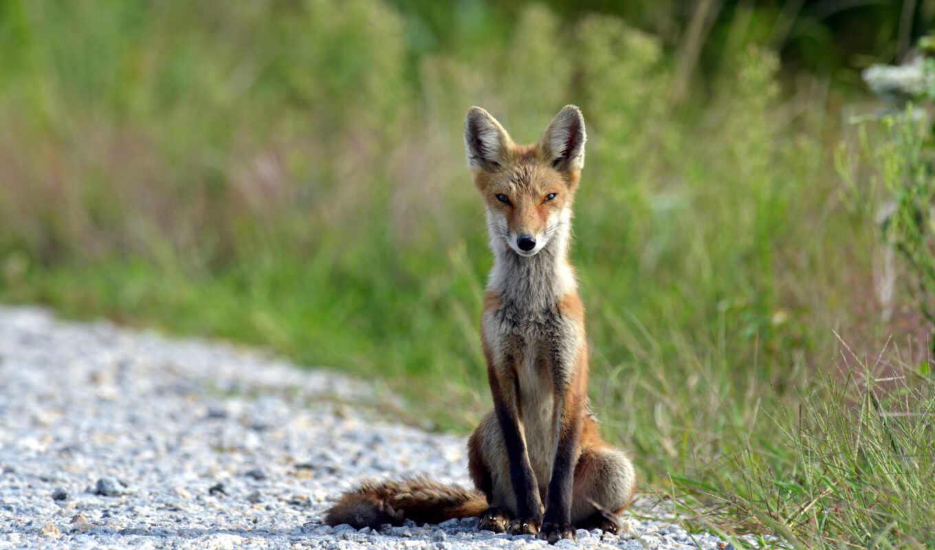 nature, summer, sits, fox, foxes
