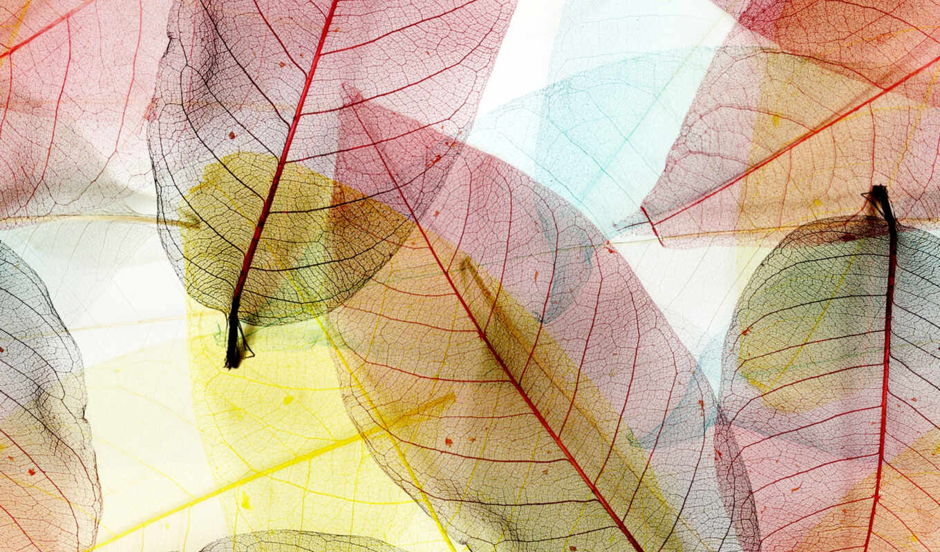 abstract, макро, зелёный, листья, листва, прозрачный, фотообои