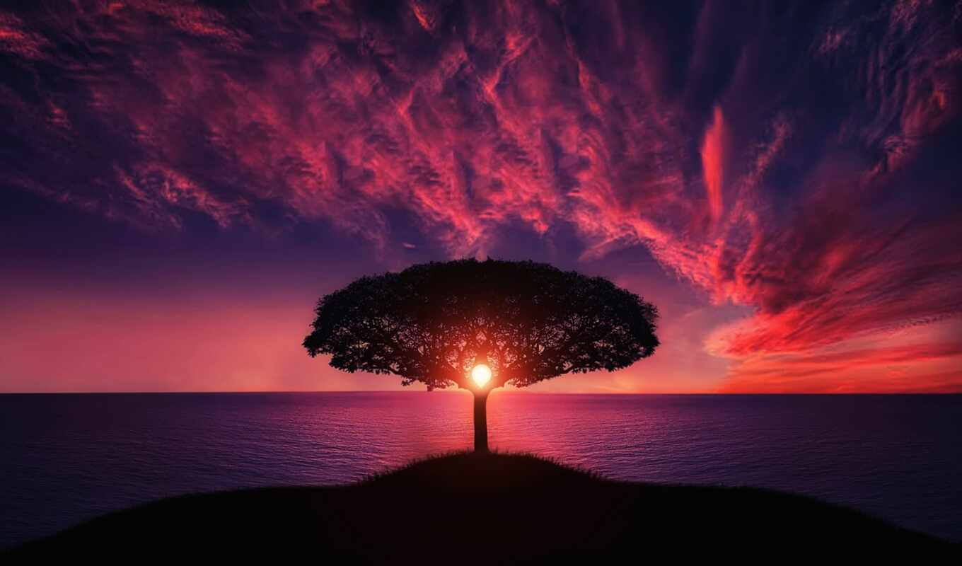 sky, tree, sunset, sea