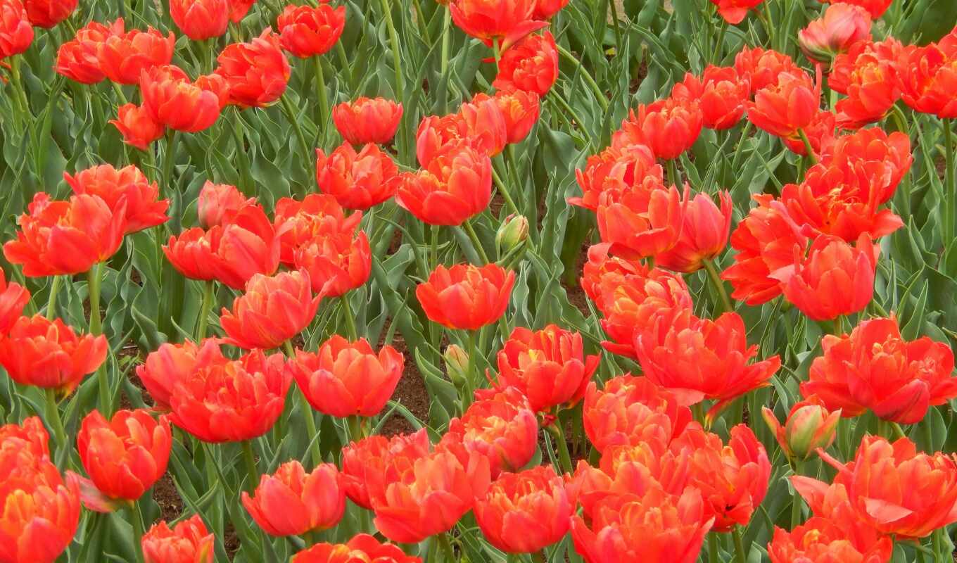 nature, widescreen, free, flowers, tulips, cvety, kartiniki