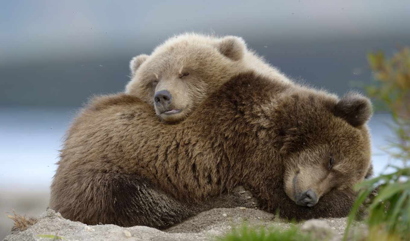 медведь, спать, animal, medvezhonok, oir