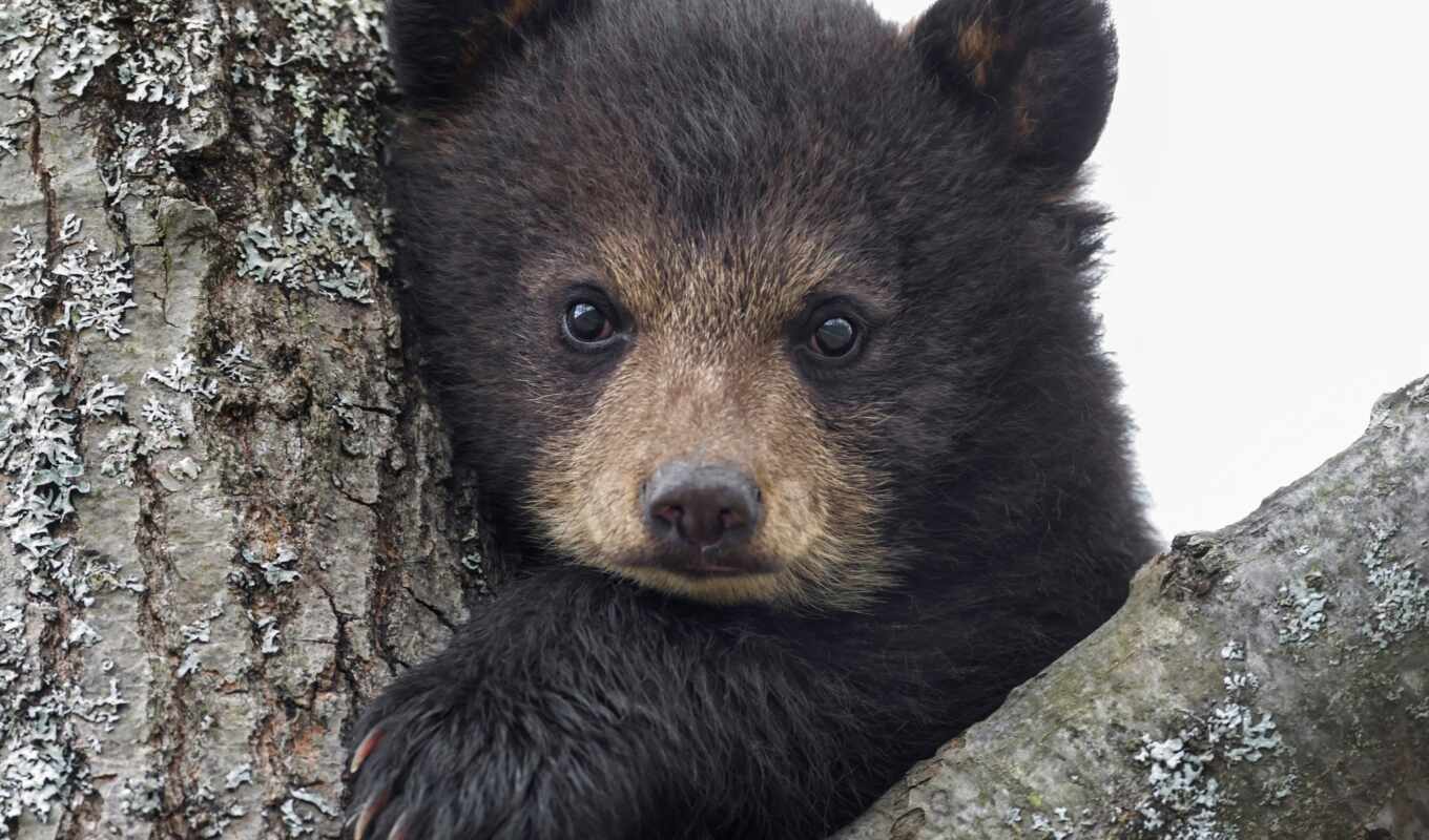 bear, bear, medvezhonok