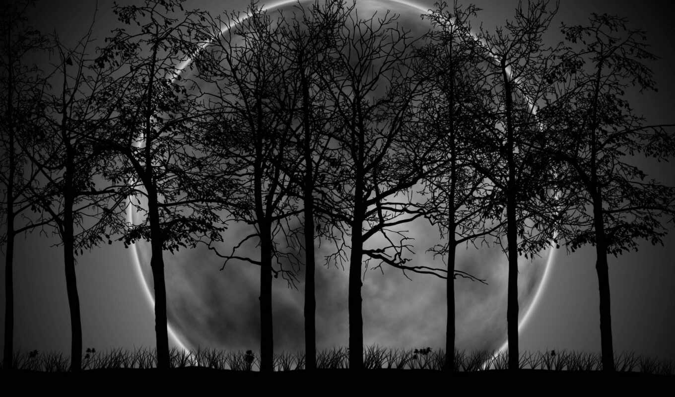 ночь, лес, dark