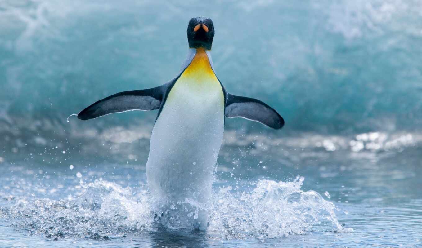 water, птица, animal, пингвин, antarctic