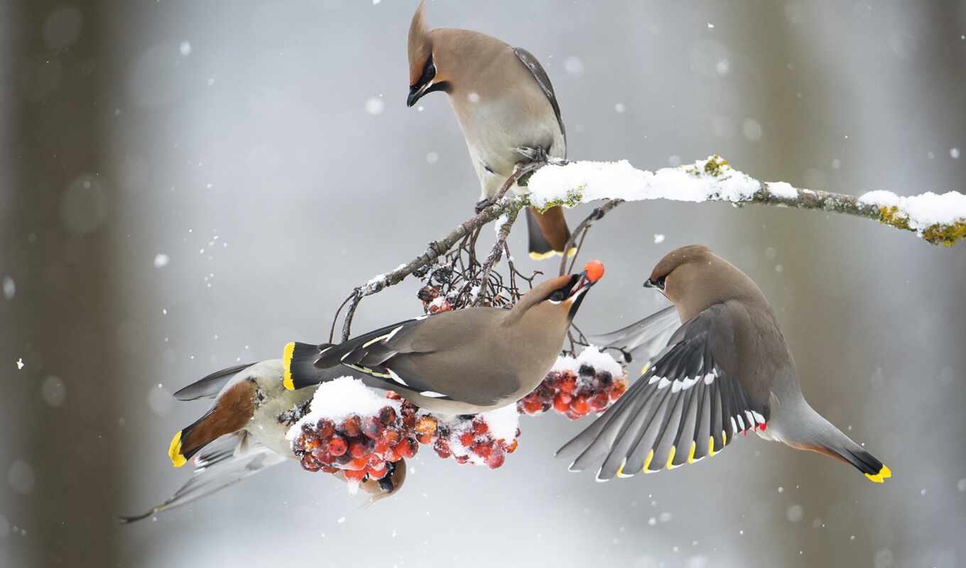 winter, птица, animal, ягода, свиристель