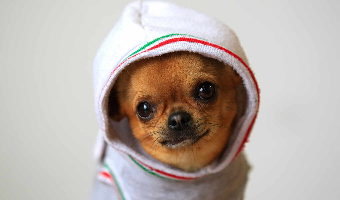 dog, puppy, animal, swimwear, pet, chihuahua, to clothe