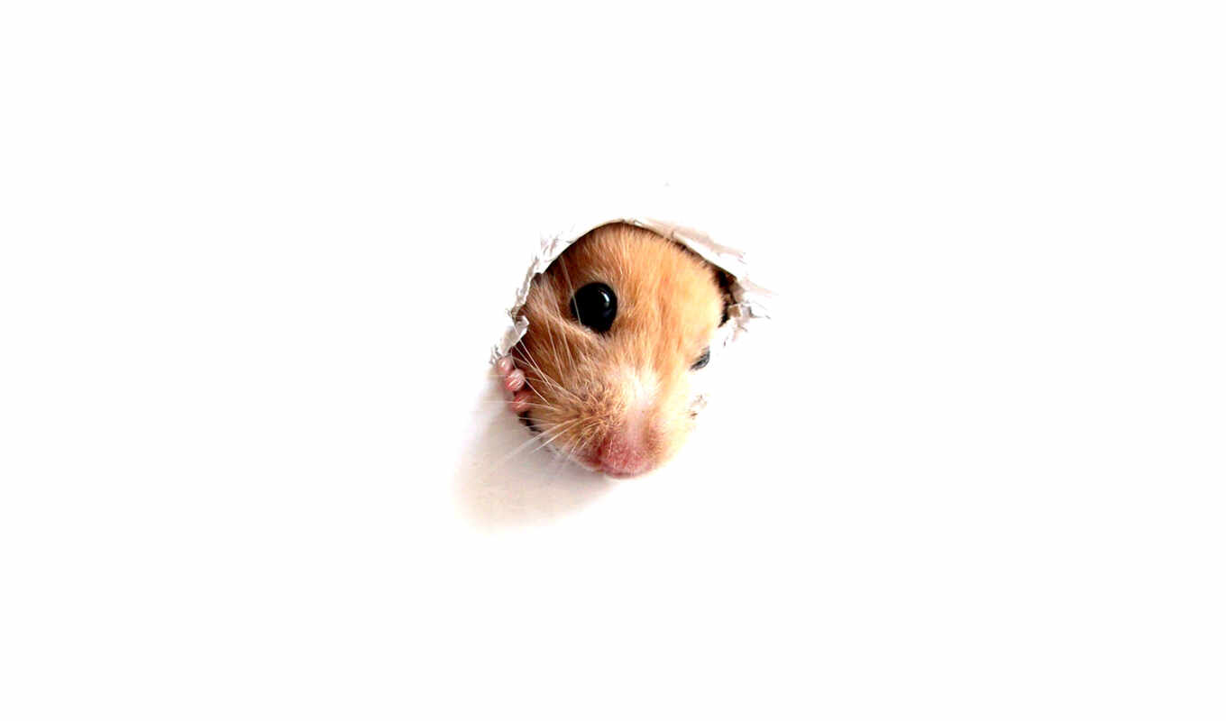 wallpapers, wallpaper, hd, the, animals, hamsters