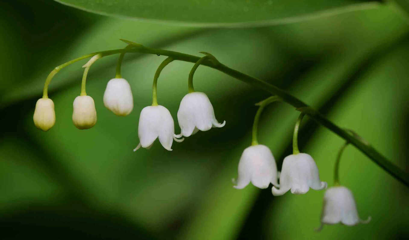 desktop, lilies of the valley, lily, valley, cvety