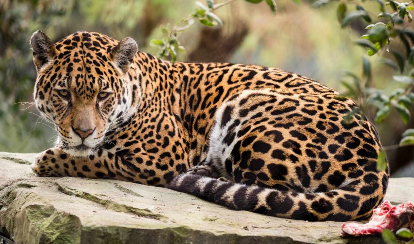 фон, images, time, хищник, jaguar, ягуары, джагуари