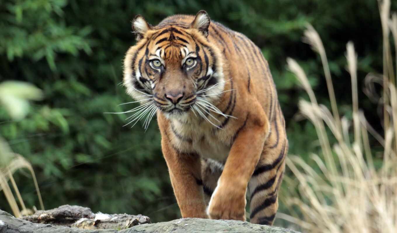 tiger, panthera, tigris, siberian