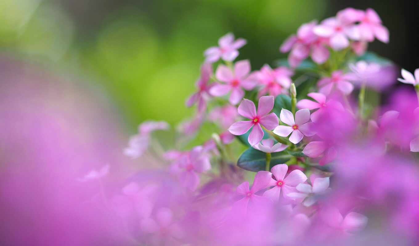 flowers, rose, change, pink, spring, beautiful, life, quote, motivational, gentle, telugu