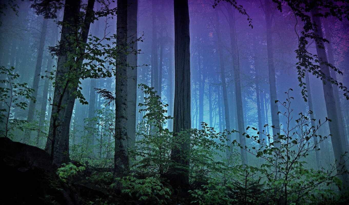 tree, night, forest, fog, fore
