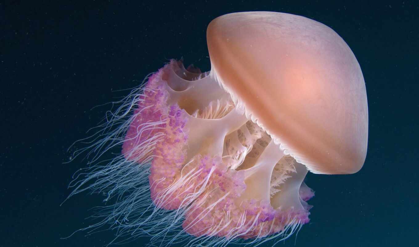 law, jellyfish, pulse, conservation