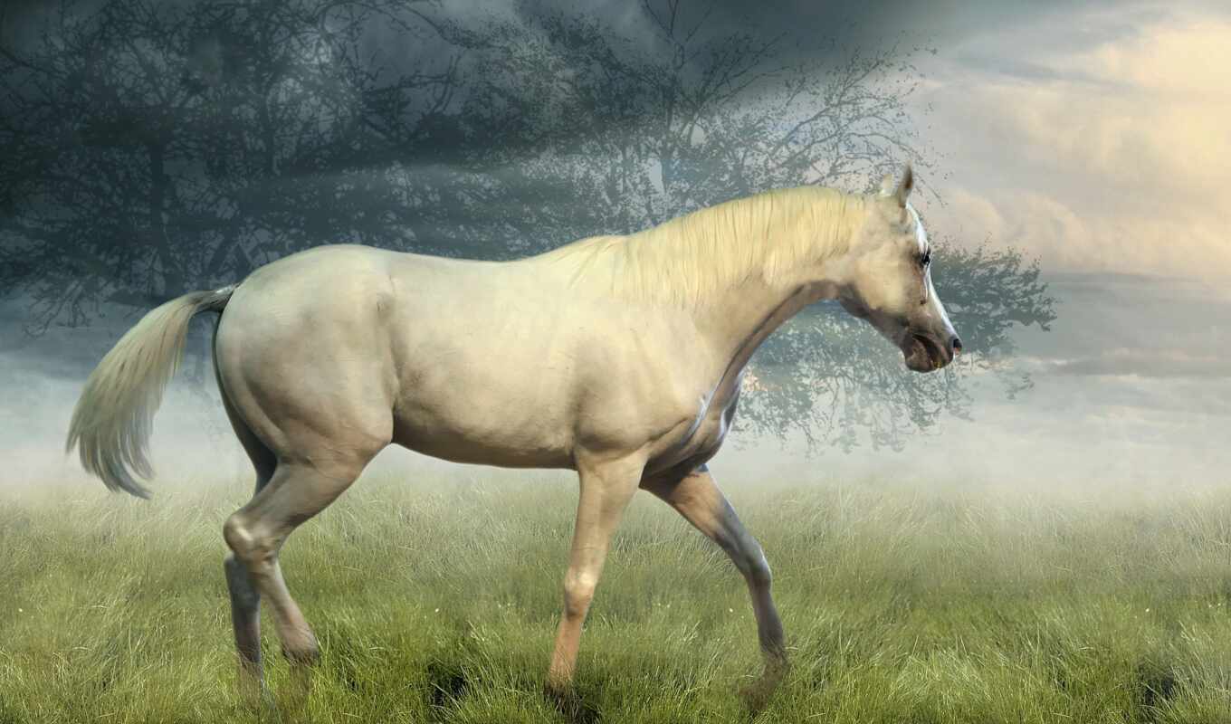 white, лошадь, трава, поле, смотреть, облако, animal, туман, разгадать