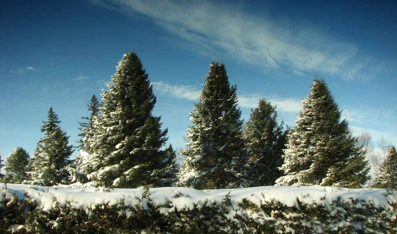 nature, snow, winter, forest, trees, christmas trees