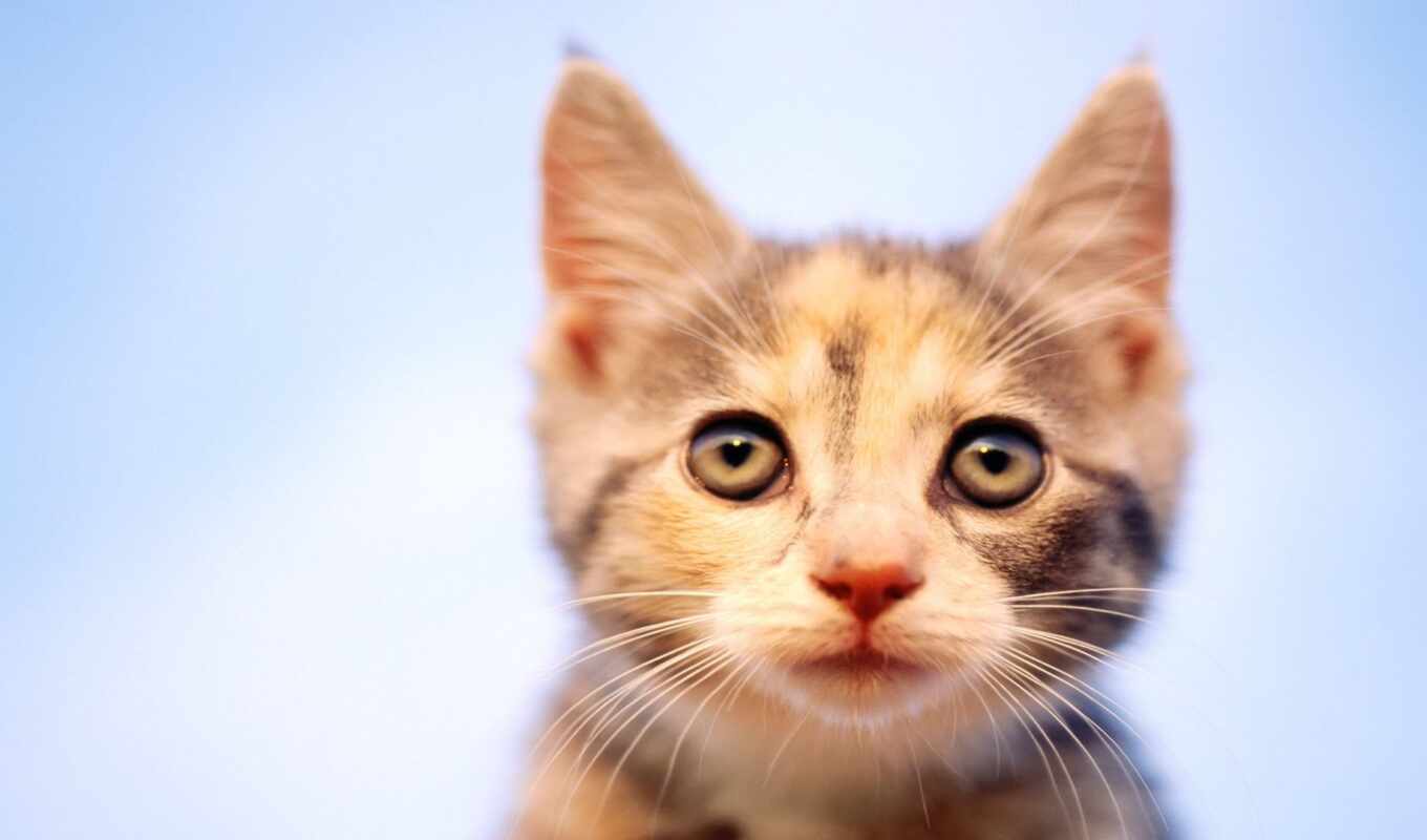 кот, nice, кошки, собаки, котенок, кота, zhivotnye, curious