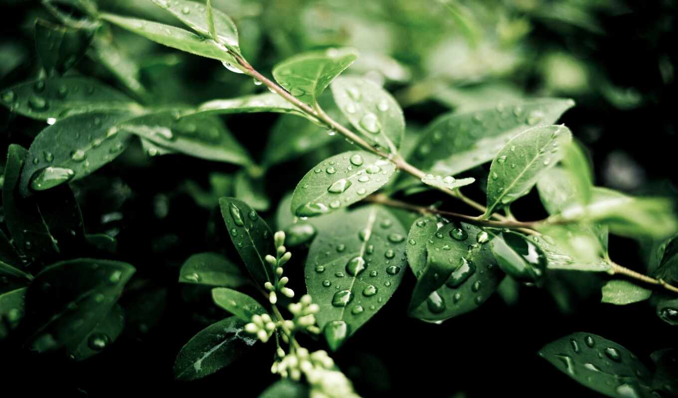 nature, light, drops, tree, green, foliage, green, dew, freshness, plants, branches