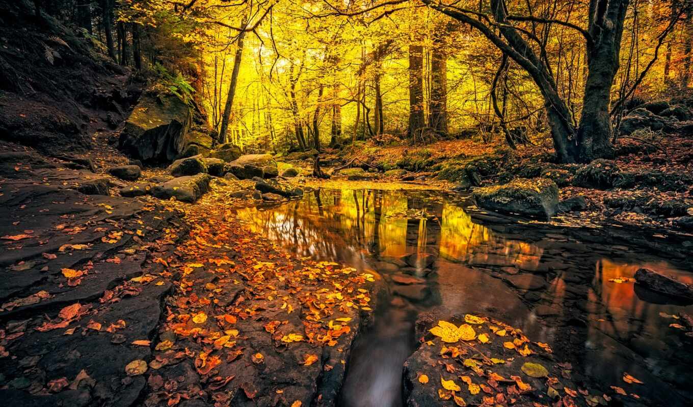 лес, германии, осень, sfondi, del, per, german, sfondo, осінь, autunno