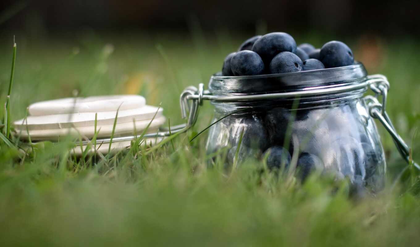 macro, pot, which, farm, blueberries