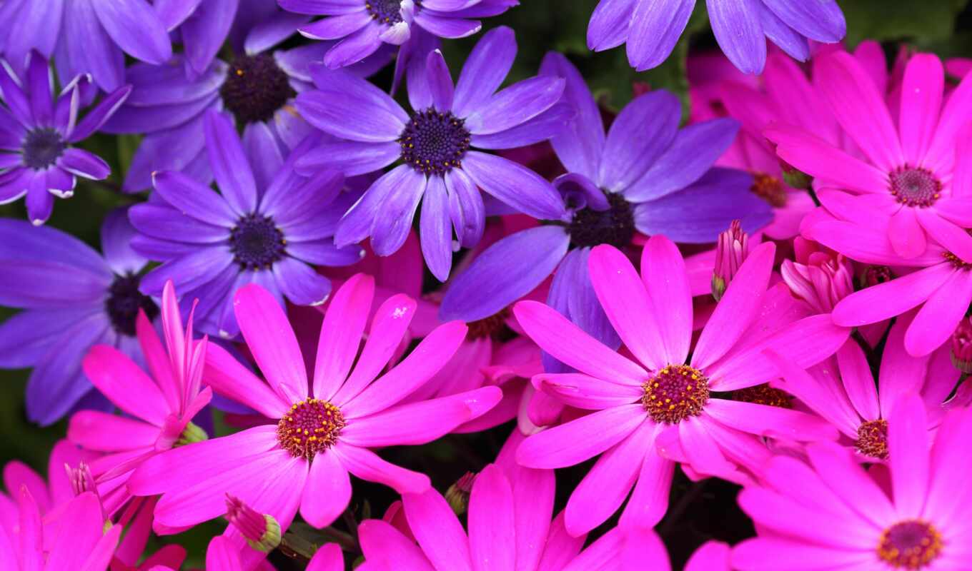 photo, flowers, purple, pink, petal, focus, aster, camelia, osteosperm