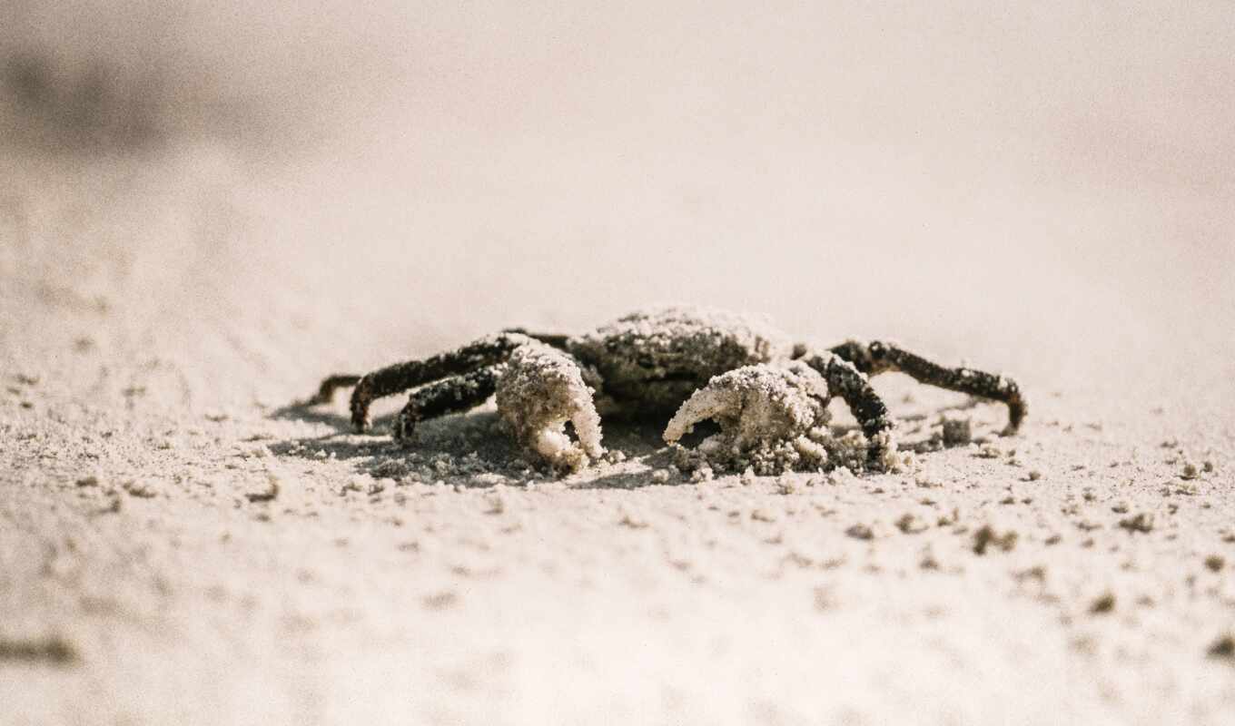 white, море, песок, браун, animal, focus, life, саймон, crab, selective, кожура