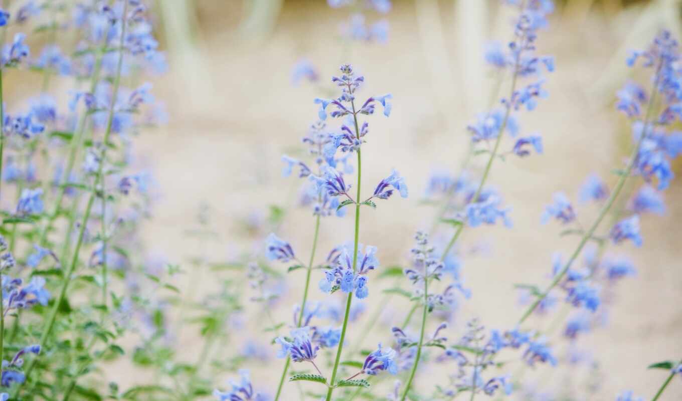 цветы, mobile, blue, поле, gentle