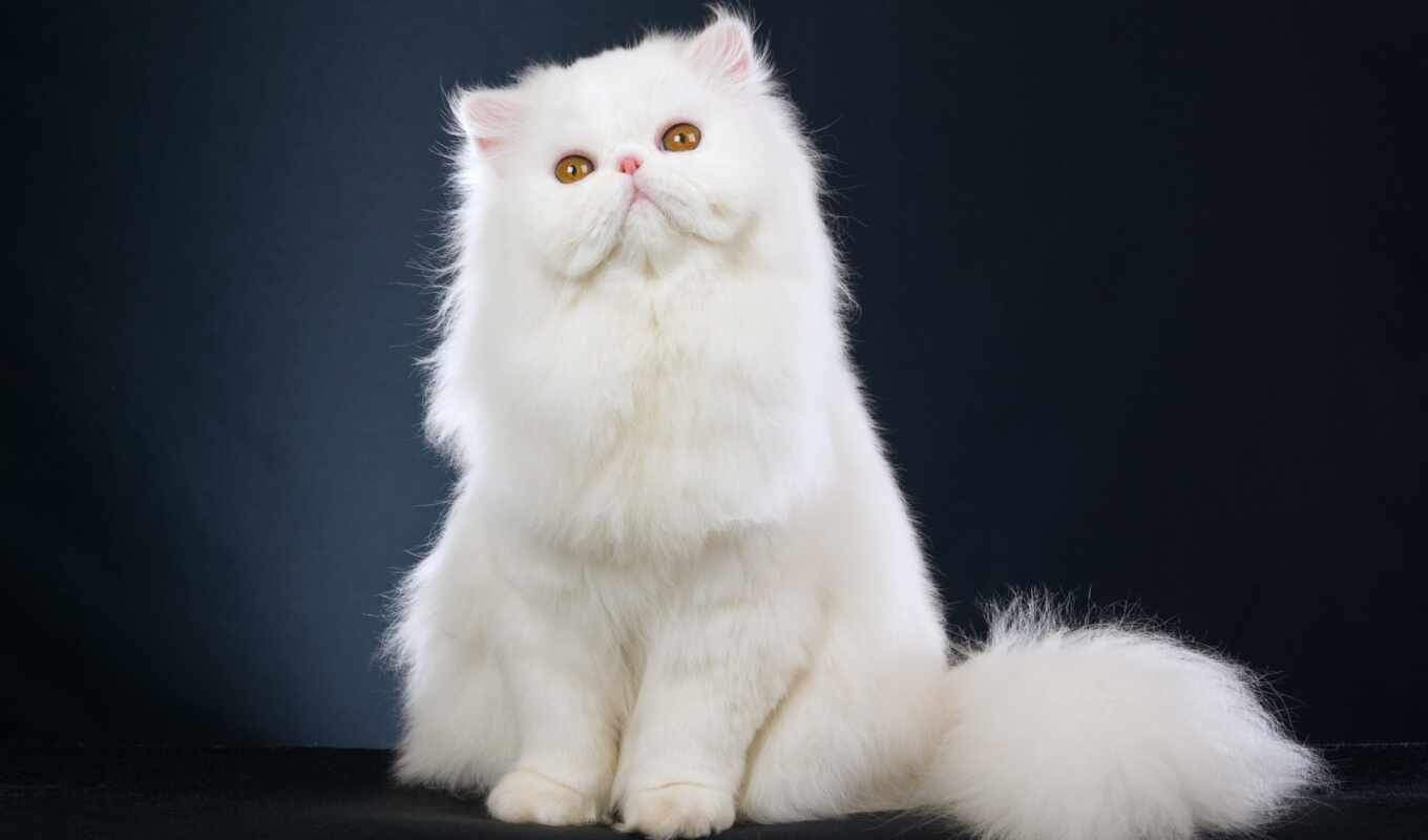 white, кот, смотреть, she, порода, persian, eastern, привычка, характер