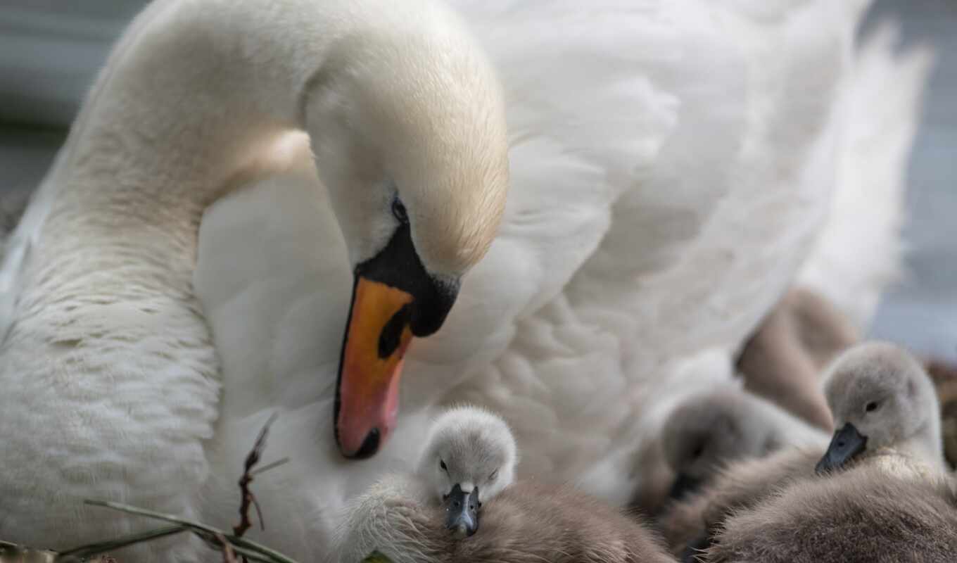 bird, swan, mommy