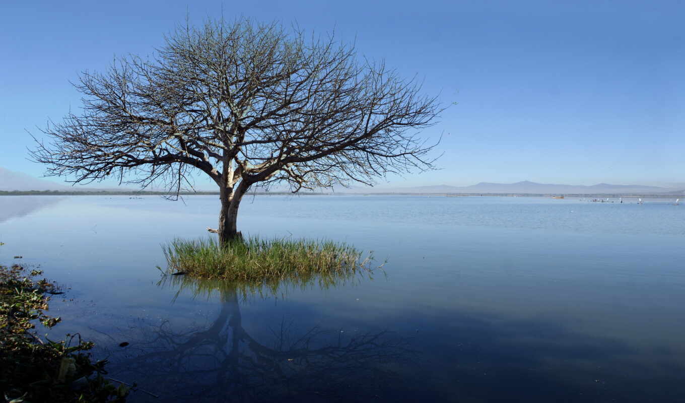 озеро, дерево, одинокий, azul, árbol