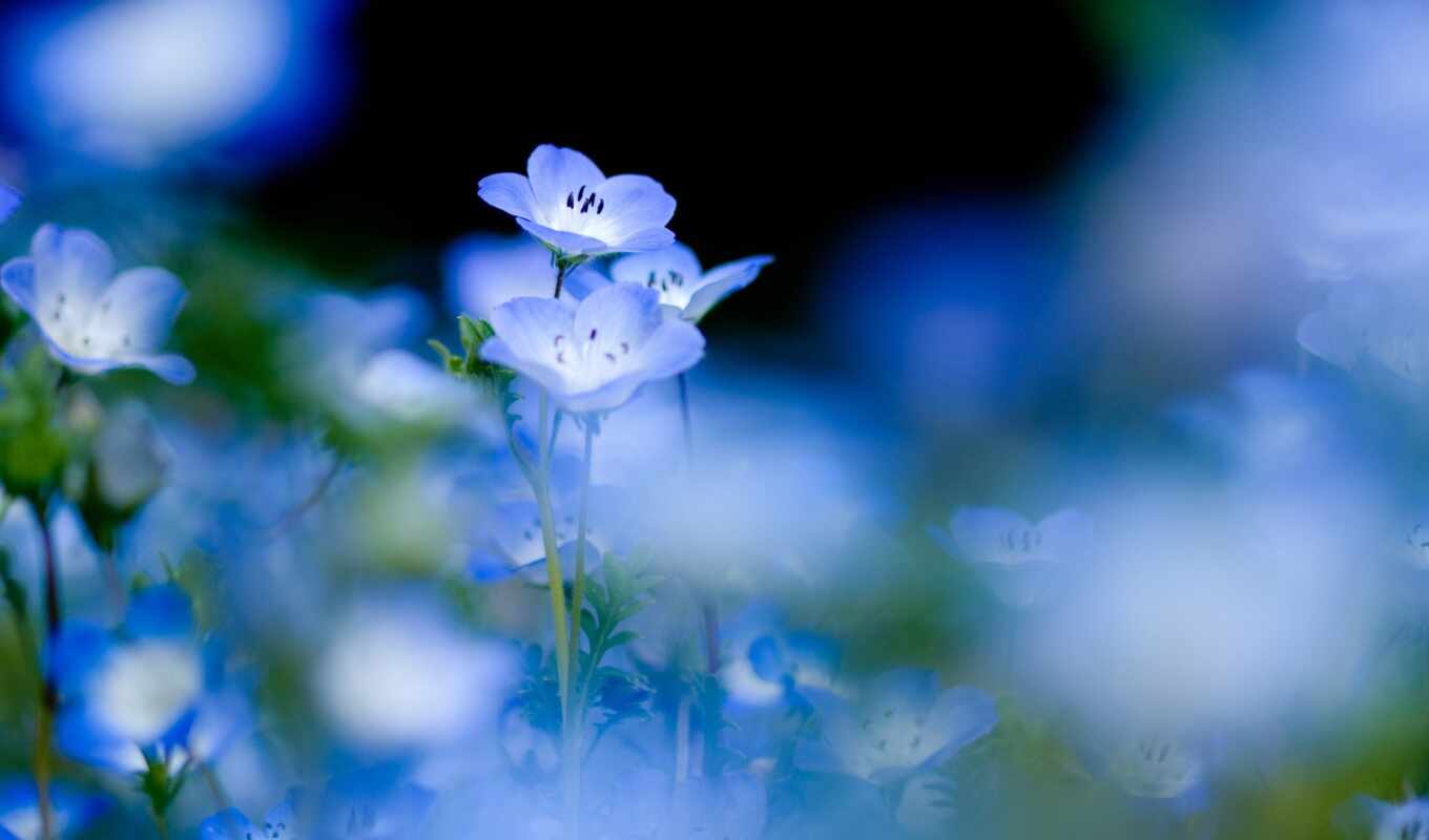 природа, цветы, blue, поле, растение