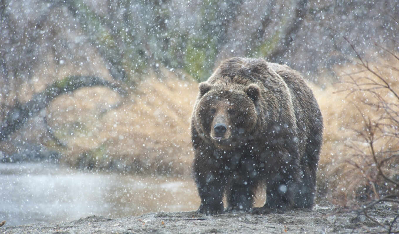 снег, медведь, медведи, камчатка