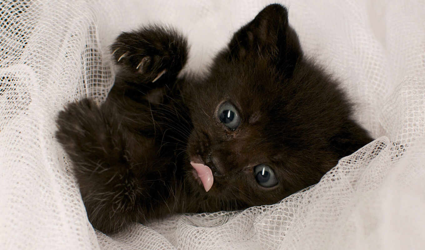 black, кот, котенок, язык, малыш, baby, прозвище, хозяев