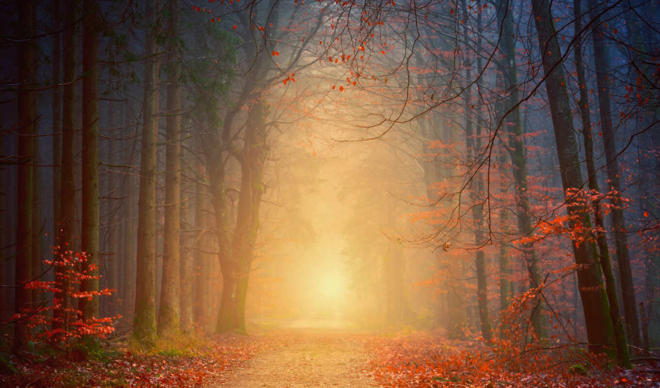 forest, image, forest, dear, autumn, spiritual, free, entfern