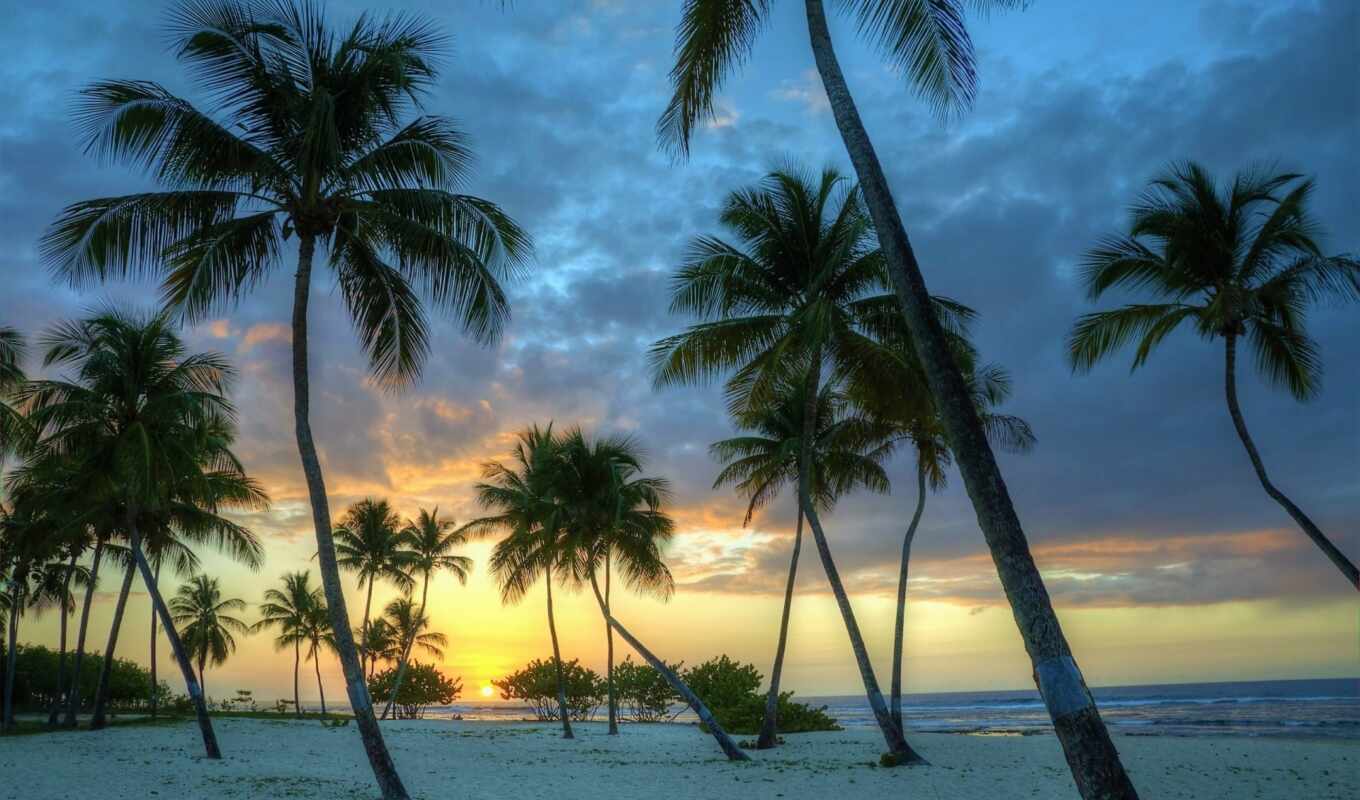 картинка, побережье, palm