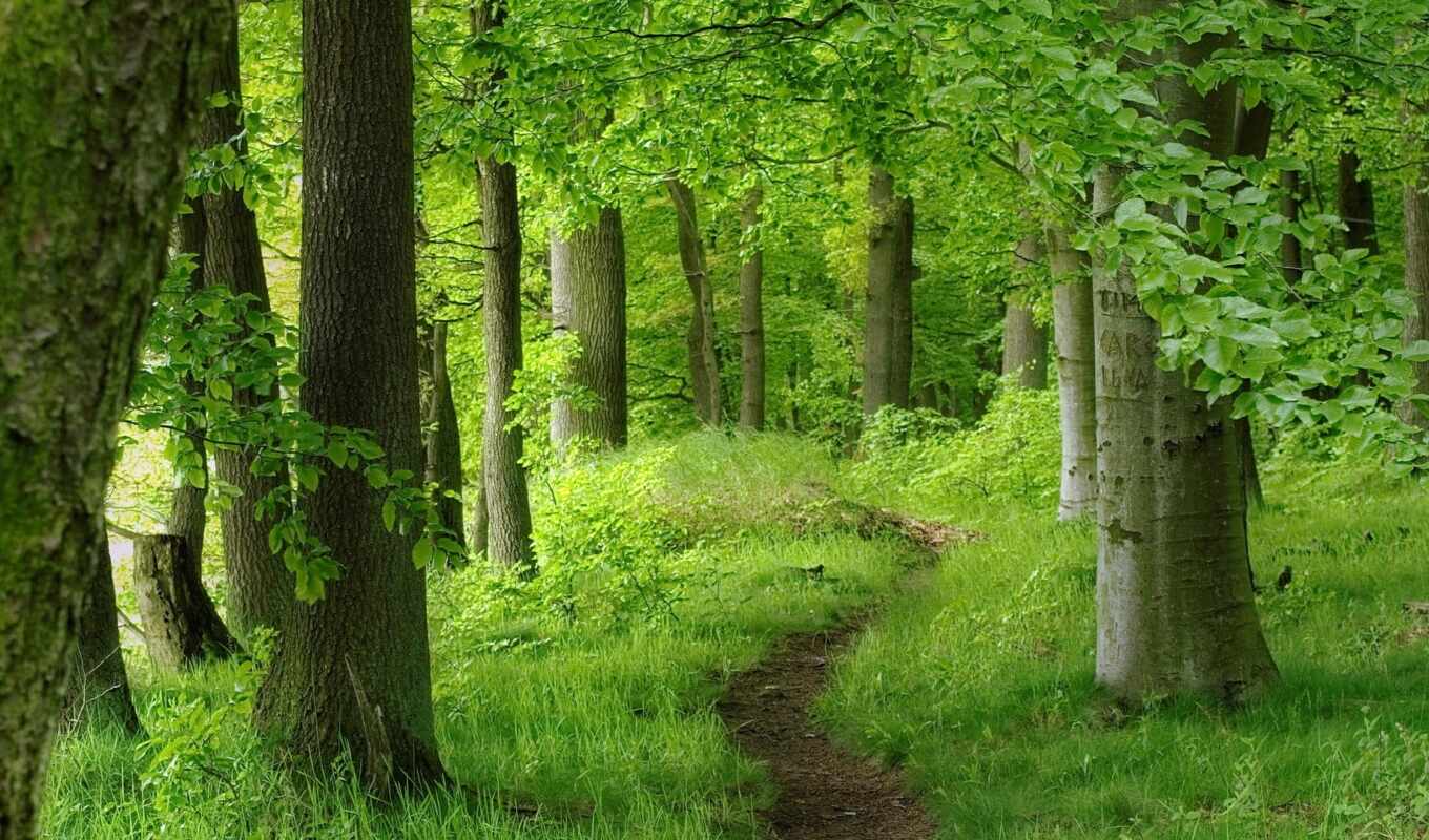 зелёный, лес, wood, funart