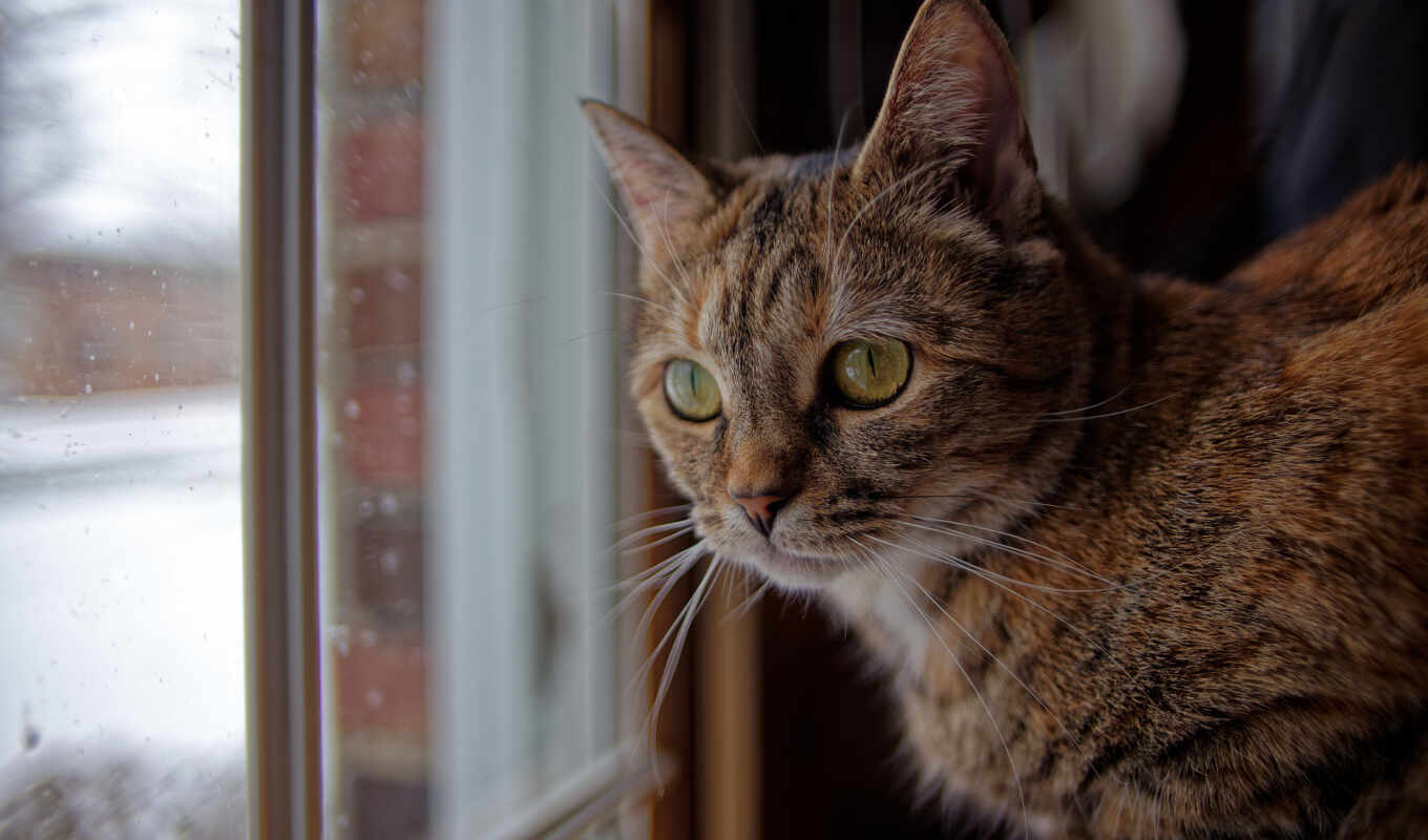 взгляд, окно, кот