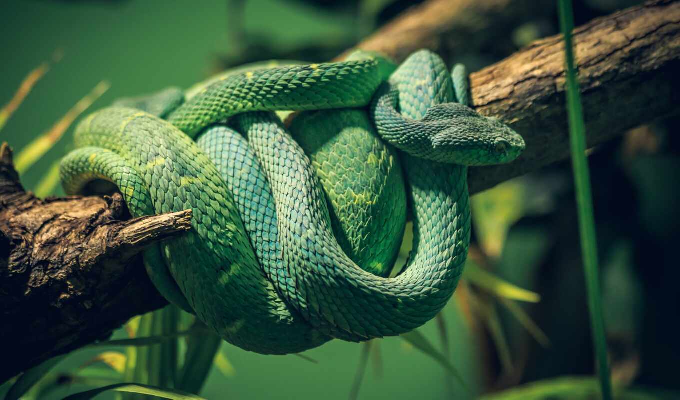 green, snake