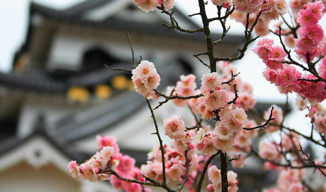 flowers, petals, japanese, Japan, sakura