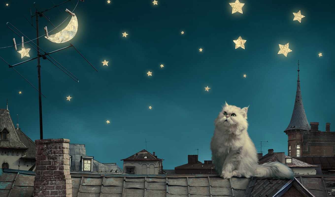 art, night, moon, cat, fantasy, star, persian, rooftop