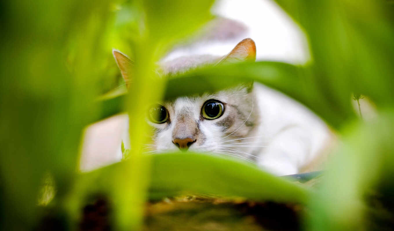 pot, cat, cats, dogs, grass, hiding