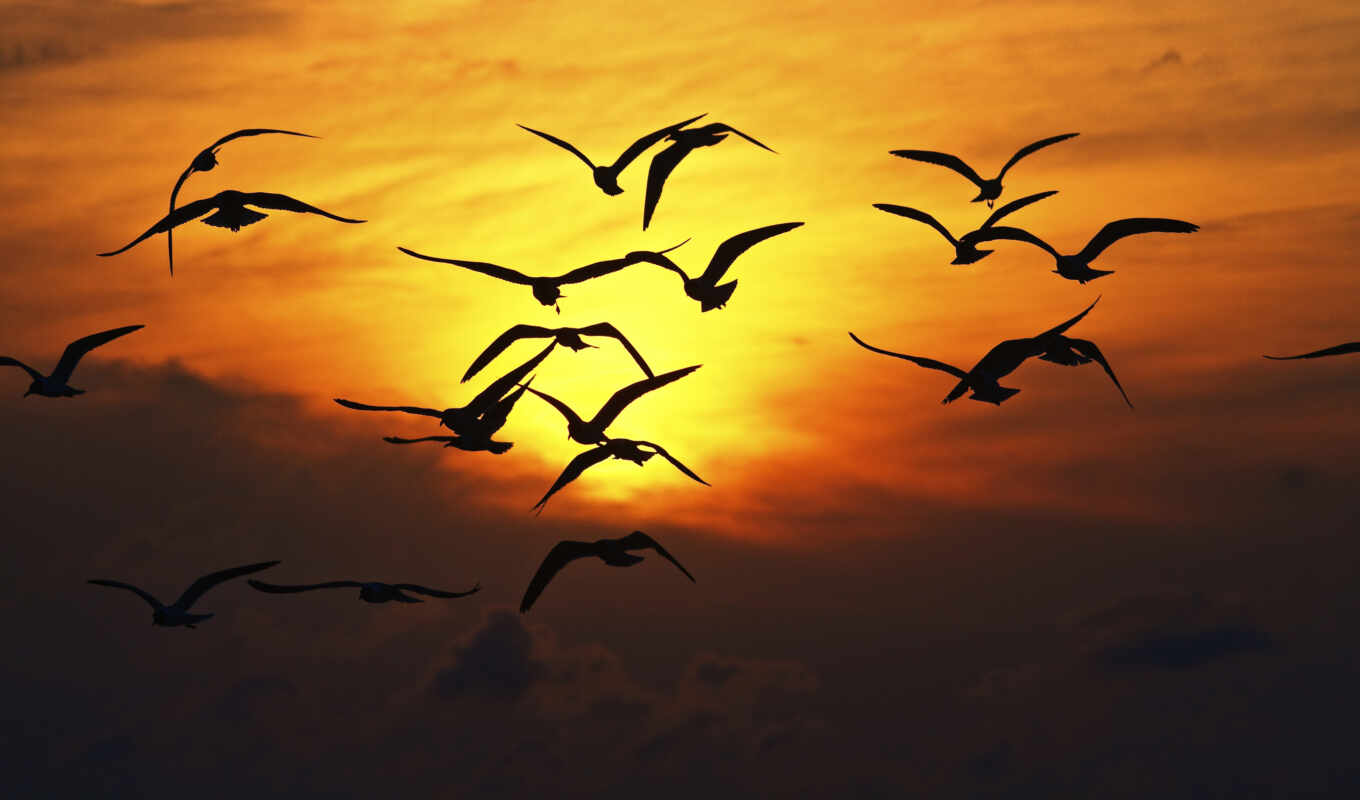 sunset, bird