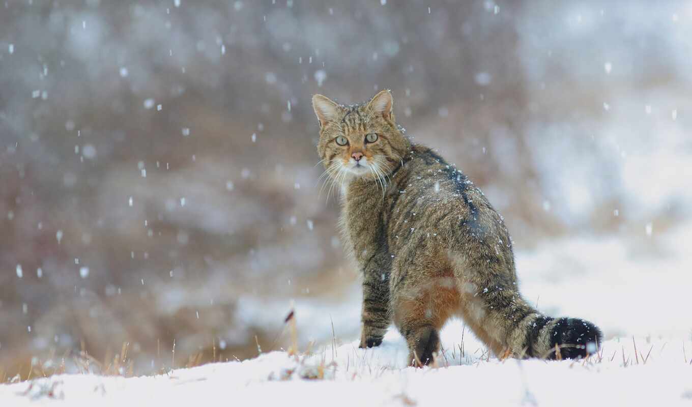 snow, winter, forest, cat, cats, wild, animal, european