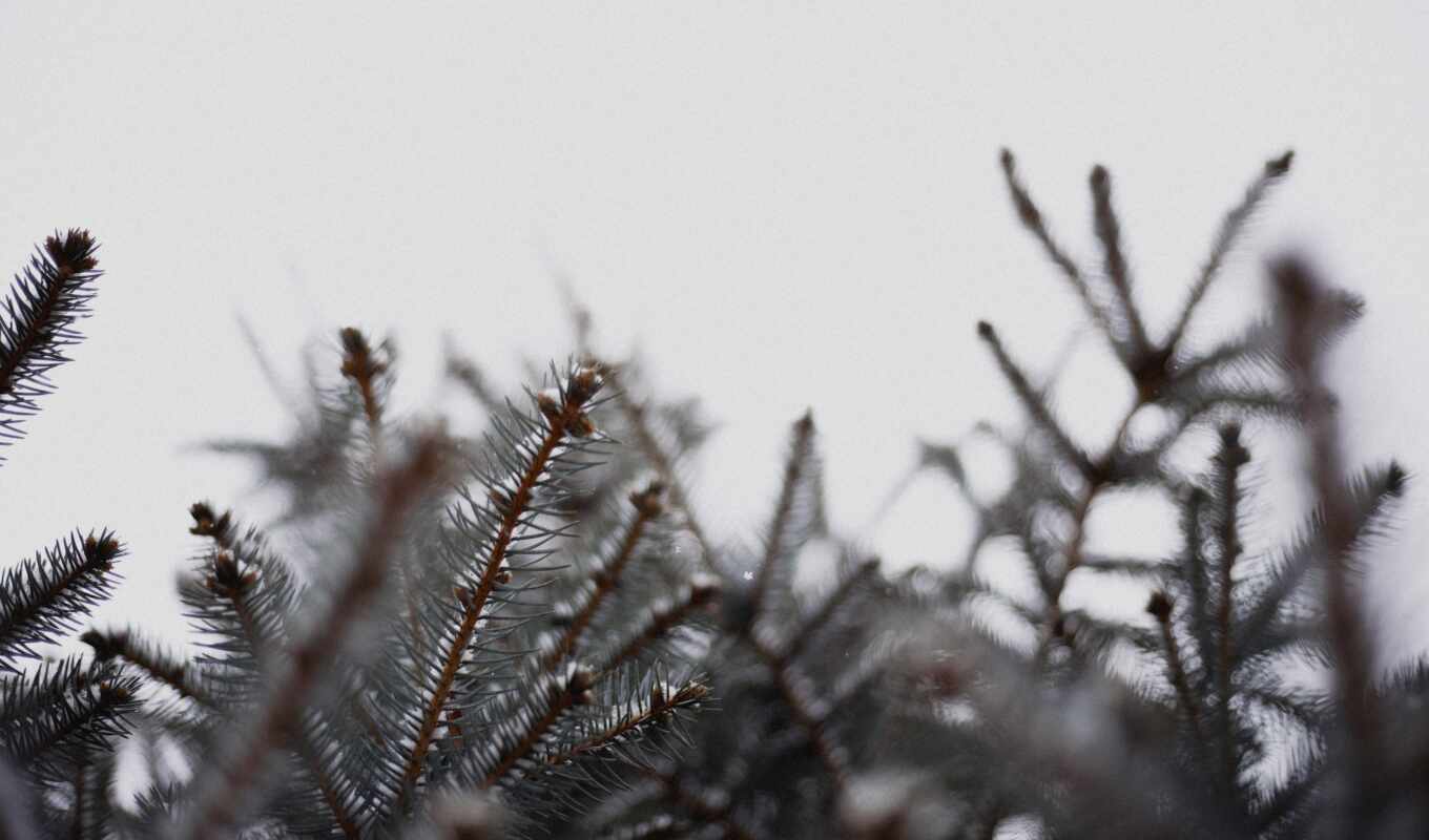 nature, white, tree, ice, snow, van, branch, cover, plant, focus, outdoors